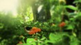 /album/fotogaleria-mexico-tiene-un-deficit-ambiental-de-761-mmdp1/thumbnail-2-dia-mundial-medio-ambiente-jpg/